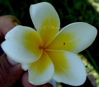  Flower